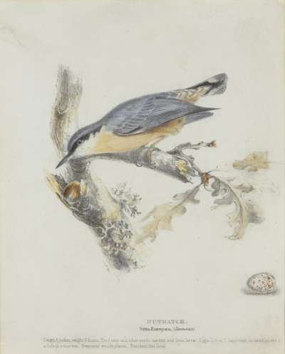 Image of Nuthatch