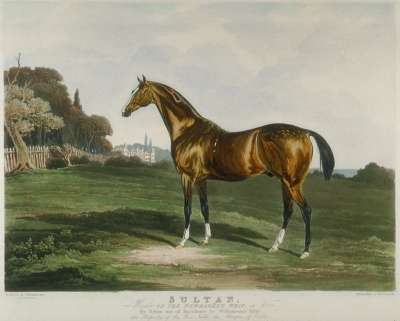 Image of ‘Sultan’, Winner of the Newmarket Whip in 1823