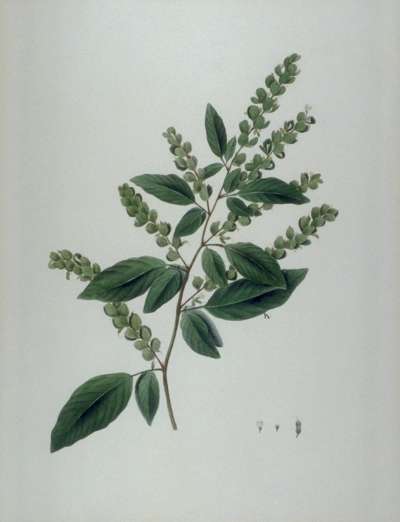 Image of Hedysarum Pulchellum