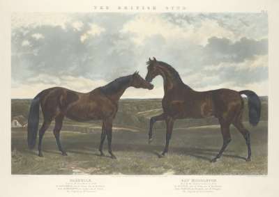 Image of 7: ‘Barbelle’ and ‘Bay Middleton’
