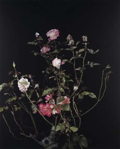 Image of The Rose Gardens (display: II) (I)