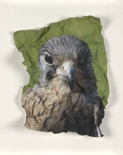 Image of Kestrel (Falco Tinnunculus) England