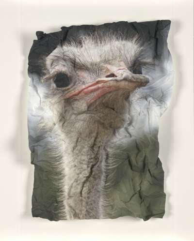 Image of Ostrich (Struthio Camelus) Spain