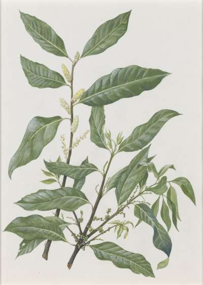 Image of Myrica salicifolia (Myricaceae)