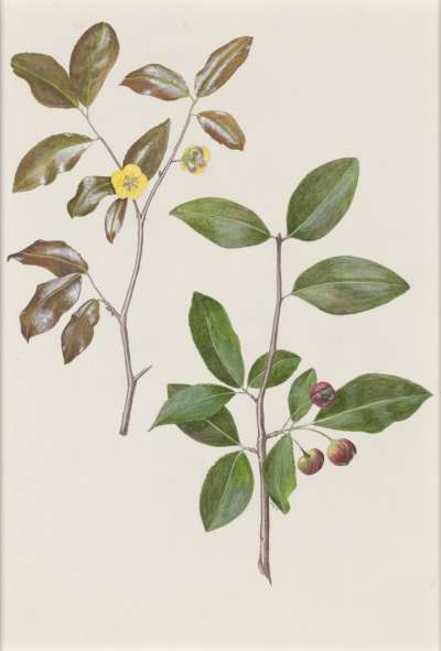 Image of Ochna inermis (Ochnaceae)