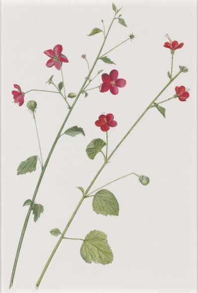 Image of Hibiscus deflersii; Hibiscus purpureus (Malvaceae)