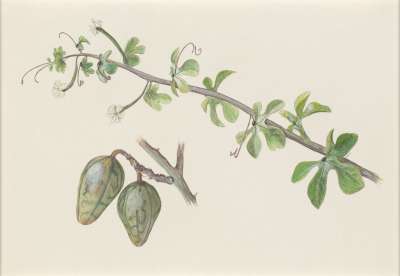 Image of Adenia venenata (Passifloraceae)