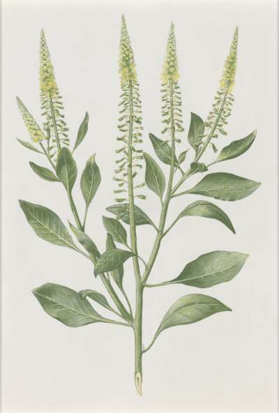 Image of Reseda sphenocleoides (Resedaceae)