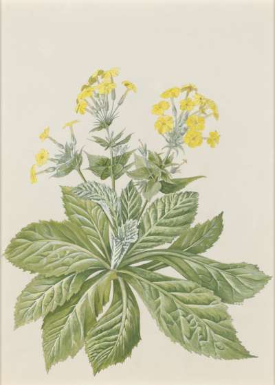 Image of Primula verticillata (Primulaceae)