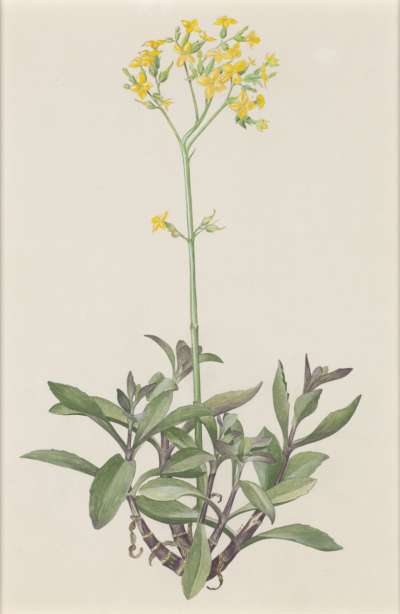 Image of Kalanchoe yemenensis (Crassulaceae)