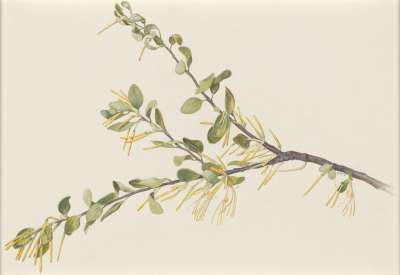 Image of Oncocalyx doberae (Loranthaceae)