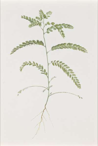 Image of Phyllanthus hodgelensis (Euphorbiaceae)