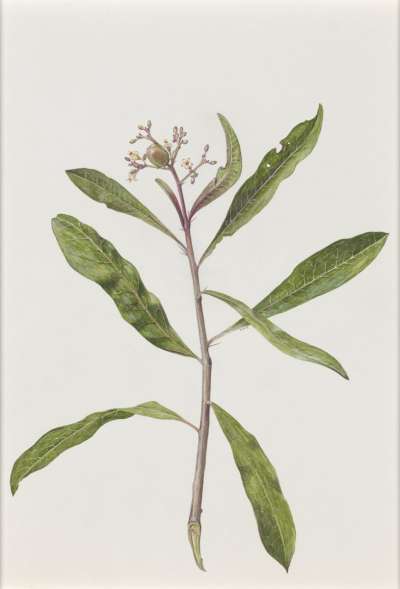 Image of Jatropha variegata (Euphorbiaceae)