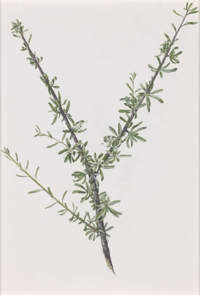 Image of Turraea parvifolia (Meliaceae)