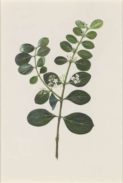 Image of Acokanthera schimperi (Apocynaceae)