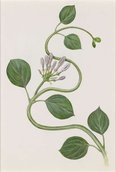 Image of Ceropegia rupicola (Asclepiadaceae)