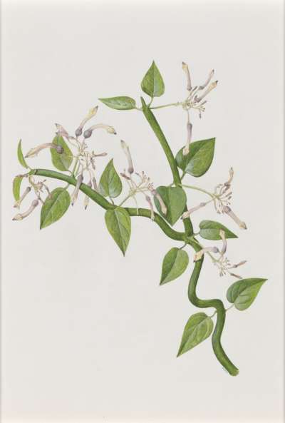 Image of Ceropegia rupicola (climbing form) (Asclepiadaceae)