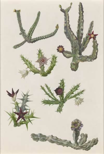 Image of Succulent Asclepiadaceae. A: Echidnopsis scutellata; B. Caralluma cicatricosa; C: Huernia macrocarpa; D: Huernia macrocarpa var. arabica; E: Caralluma deflersiana; F: Caralluma shadhbana