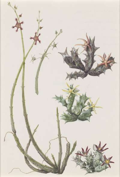 Image of Succulent Asclepiadaceae. A: Caralluma subulata; B. C. edulis; C: C. wissmannii; D: C. sp. B; E: C. chrystostephana.