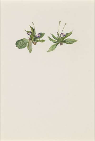 Image of Ceratostigma pumilum (Scrophulariaceae)