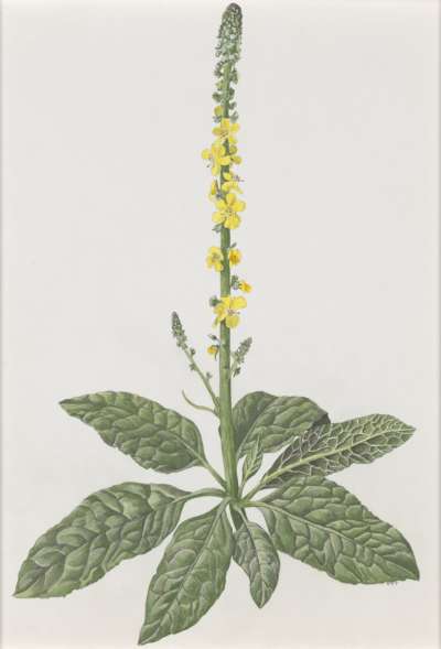 Image of Verbascum yemenense (Scrophulariaceae)