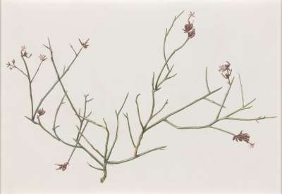 Image of Campylanthus pungens (Scrophulariaceae)