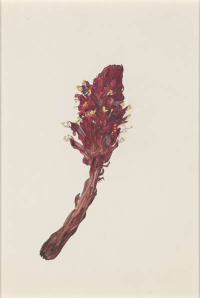 Image of Cistanche rosea (Orobanchaceae)