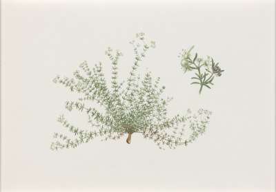 Image of Galium kahelianum (Rubiaceae)