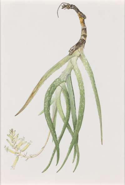 Image of Aloe pendens (Liliaceae)