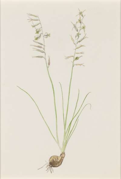 Image of Dipcadi filifolium (Liliaceae)
