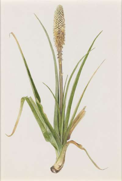 Image of Kniphofia sumarae (Liliaceae)